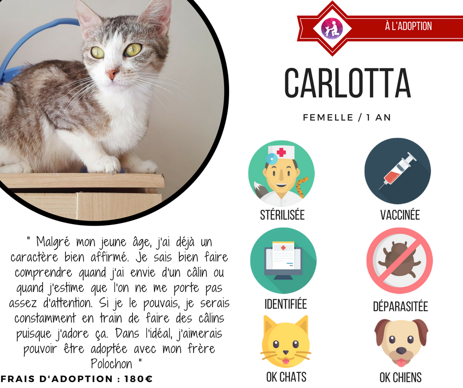 faire rencontre chat