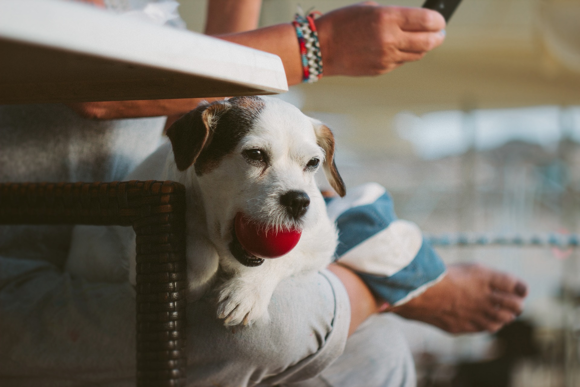 Une appli s'inspire de Tinder pour des rencontres entre propriétaires de chiens