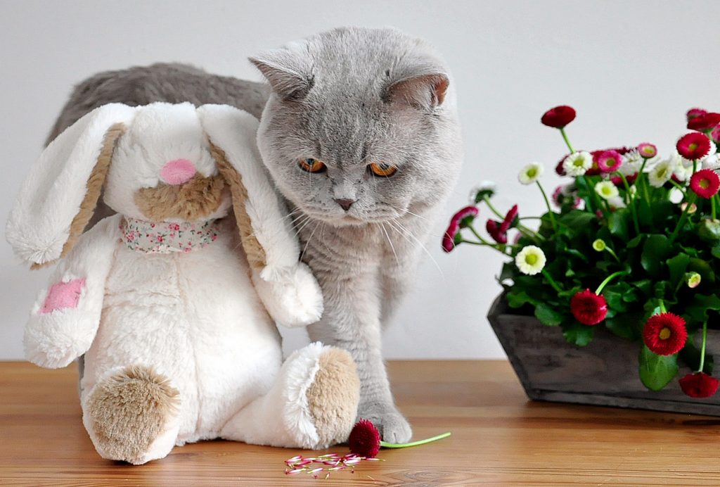 chat oullins