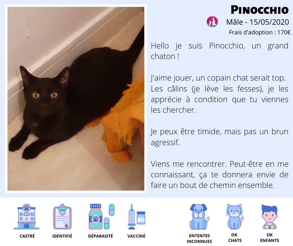 Chats à l