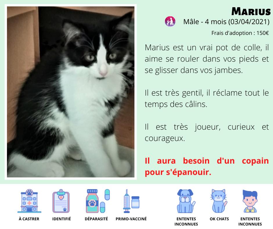 Chats à l