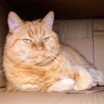 Conseil déménagement chat