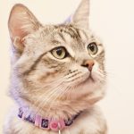 danger collier pour chat