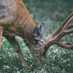 sixième extinction de masse des animaux