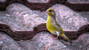 sixième extinction de masse des animaux