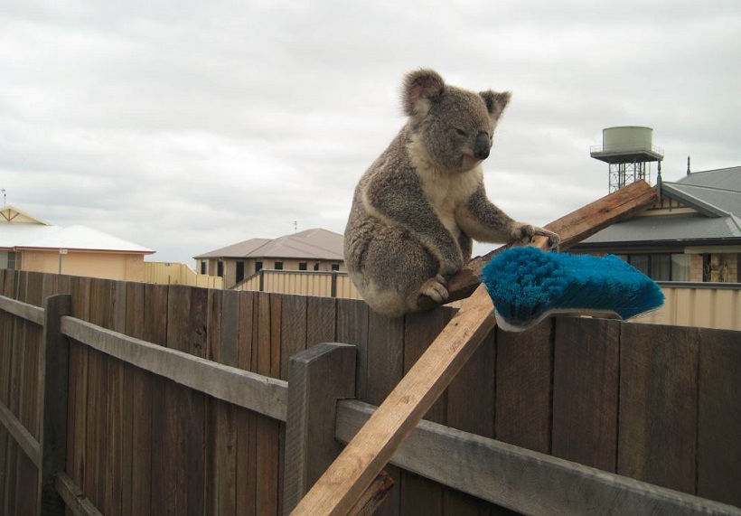 Australie koala dans la rue