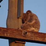 Australie koala dans la rue