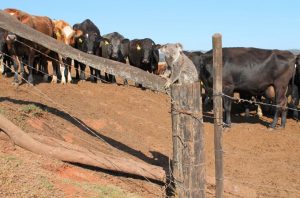 Australie koala dans la rue
