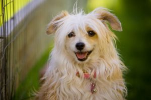 races de chiens qui ne perdent pratiquement par leurs poils