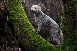 races de chiens qui ne perdent pratiquement par leurs poils