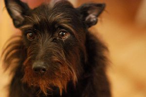 races de chiens qui ne perdent pratiquement par leurs poils