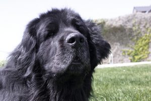 chien qui s'entend avec les chats