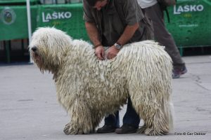 races de chiens qui ne perdent pratiquement par leurs poils