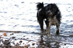 races de chiens qui ne perdent pratiquement par leurs poils