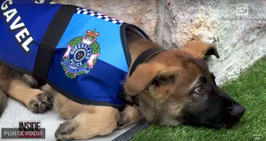 chien trop gentil pour entrer dans la police