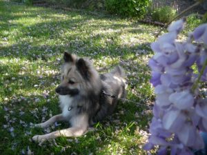 chien qui s'entend avec les chats