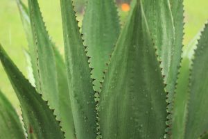 plantes toxiques pour chiens et chats