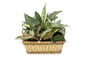 plantes toxiques pour chiens et chats