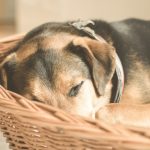 que faire si mon chien ou mon chat vomit