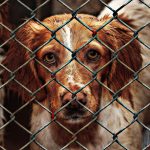 Comment savoir si un chien a été maltraité par le passé ?
