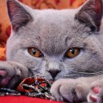 Comment gérer les brulures sur un animal ?