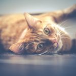 chat renversé par une voiture que faire