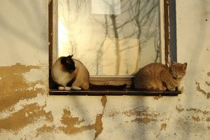 Comment préserver son chat en période de canicule ?