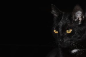 pourquoi les chats noirs portent malheur