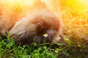 les 10 races de chats préférées des français