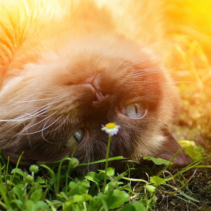 les 10 races de chats préférées des français