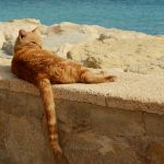 Comment préserver son chat en période de canicule ?