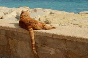 Comment préserver son chat en période de canicule ?