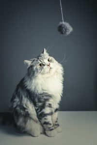 les 10 races de chats préférées des français
