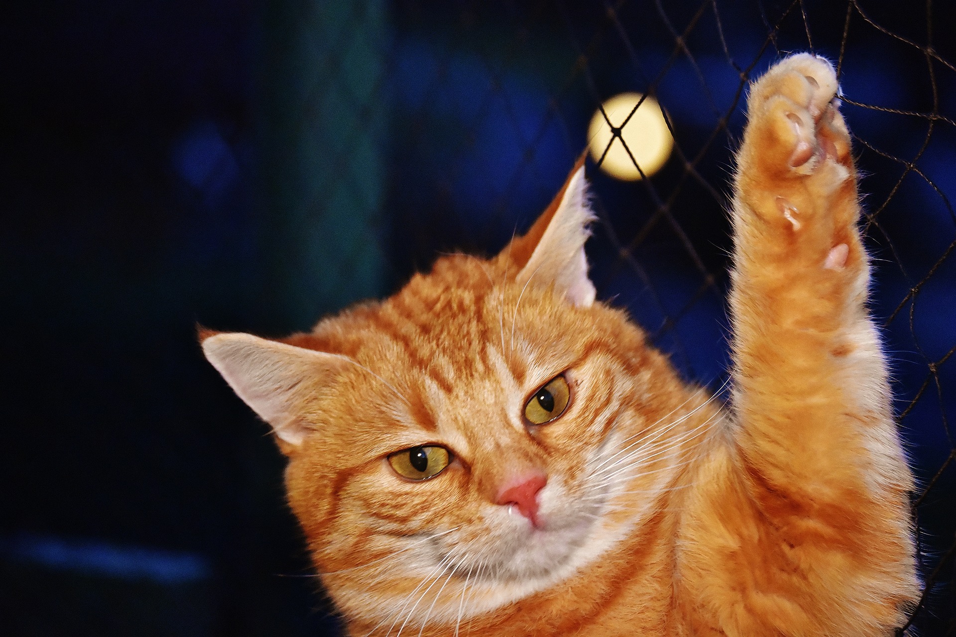 11 choses insolites à savoir sur les chats