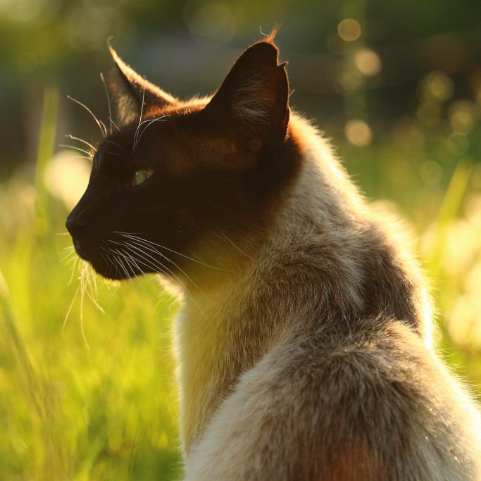 les 10 races de chats préférées des français