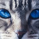 typhus maladie du chat