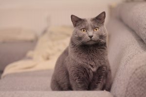 les 10 races de chats préférées des français