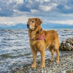emmener son chien à la plage
