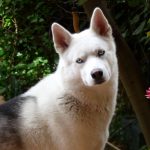 les sentiments des chiens