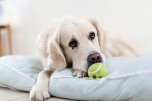 Comment savoir si un chien a été maltraité par le passé ?