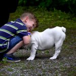 race de chiens réputés pour leur gentillesse
