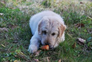 légumes bons pour les chiens