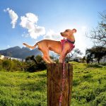 jardin dangers animaux