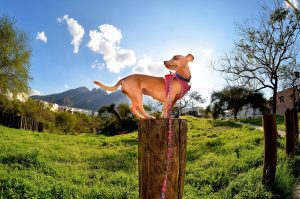 jardin dangers animaux