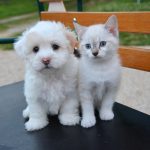 chien qui s'entend avec les chats