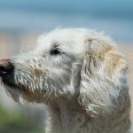 races de chiens qui ne perdent pratiquement par leurs poils