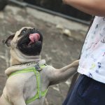 Donner les restes de son repas à son chien, bonne ou mauvaise idée ?
