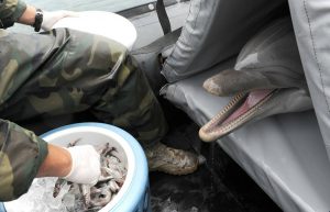 animaux qui vont bientôt disparaitre