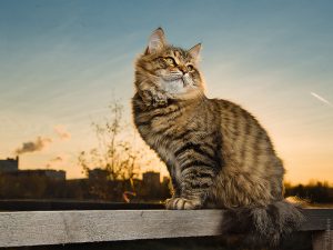 chat hypoallergénique