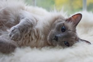 chat hypoallergénique